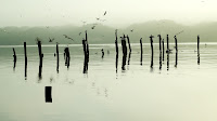 Birds circle old dock posts on a misty morning at the bay