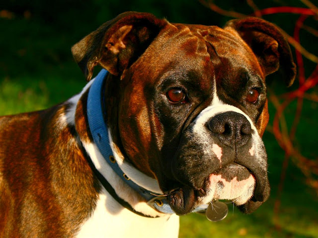 boxer dog portrait   