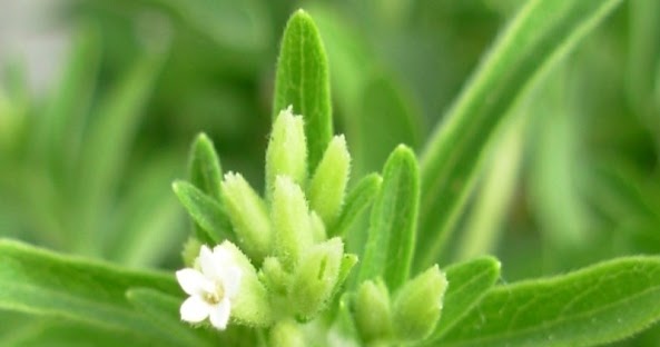 Ambrosia Natural: Stevia, Sacarina, Sucralosa o Azúcar Ambrosia Natural: Stevia, Sacarina, Sucralosa o Azúcar
