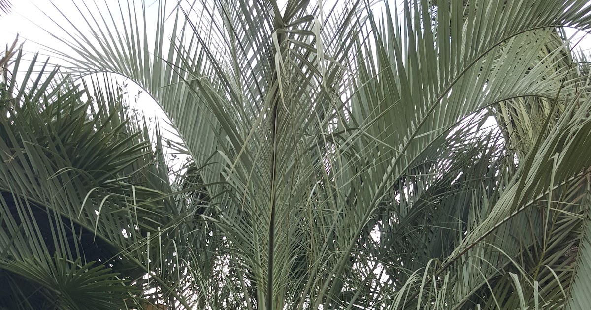 Cold Hardy Palm Trees in Houston Pindo Palms 4 ft or more Houston