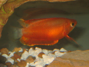 gourami trichogaster blue red honey fish bilash ratemyfishtank