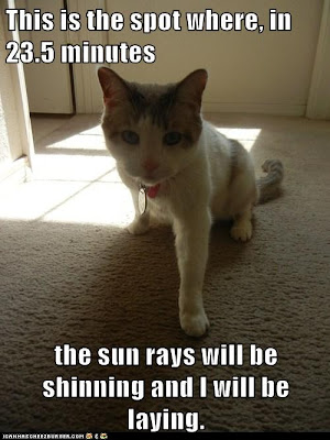 funny-cat-pictures-this-is-the-spot-where-in-minutes-the-sun-rays-will-be-shinning-and-i-will-be-laying.jpg