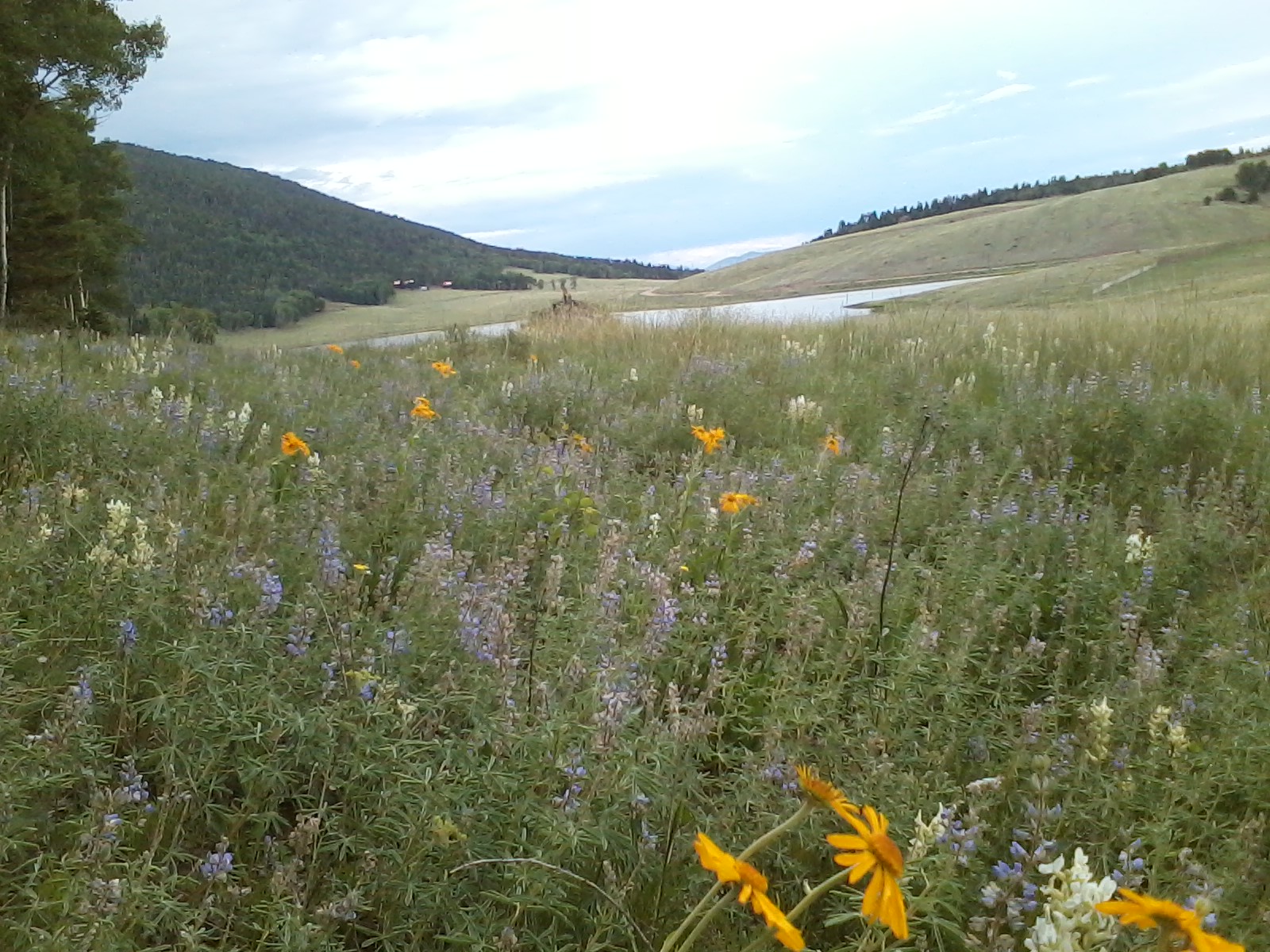 Forbes Park Colorado Information
