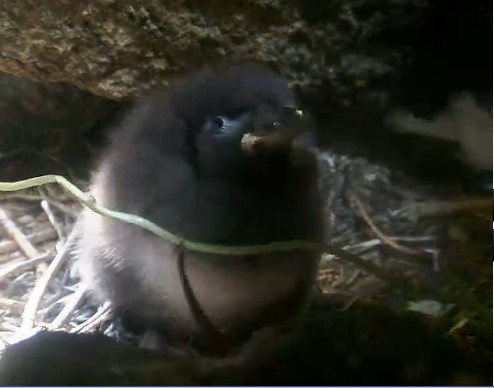 We Went Inside a Puffin Burrow I Cute Puffling Bird Underground