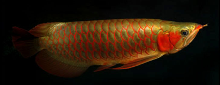 Asian Red Arowanas for Sale