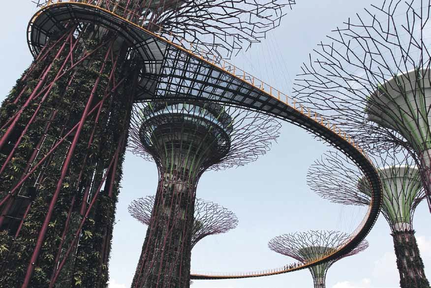 Visitors will have a panoramic view of the Bay South Garden from the suspended walkway linking two of the Supertrees.