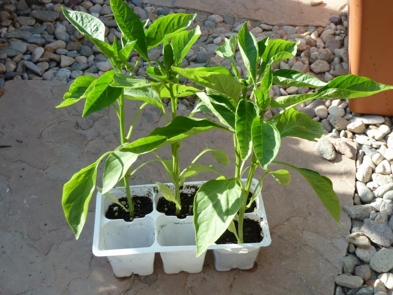 Gidget's Garden How to plant an EarthBox