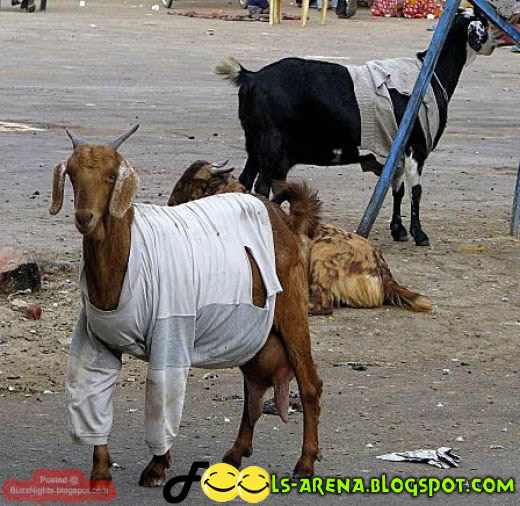 Funny Pics, Funny Indian Pics, Fools Pics.. Funny Indian Pics