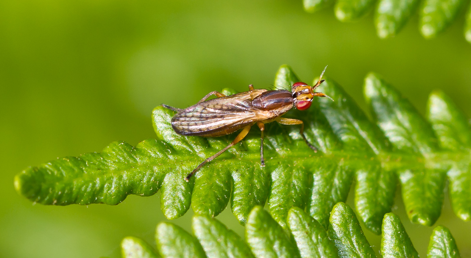 Focus On Wildlife Recent Selection
