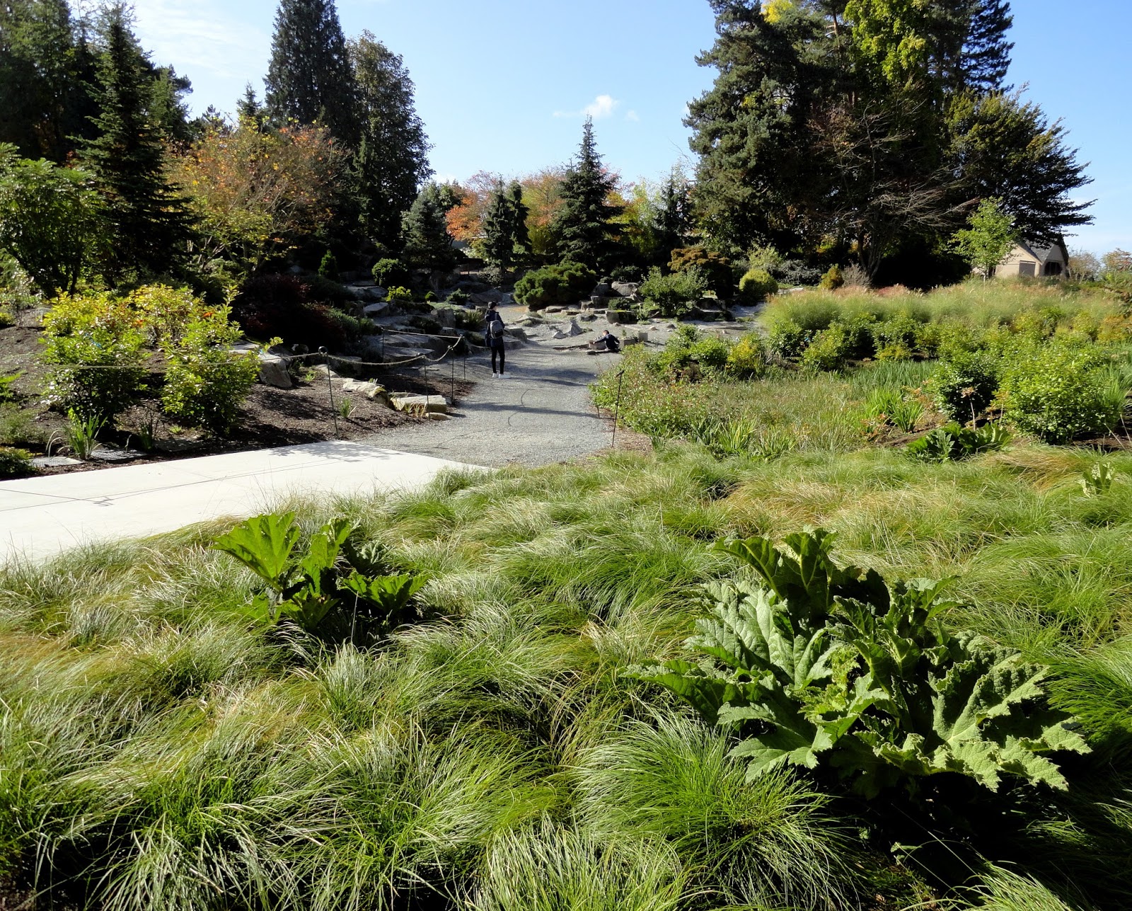 New Plants For The Rock Garden