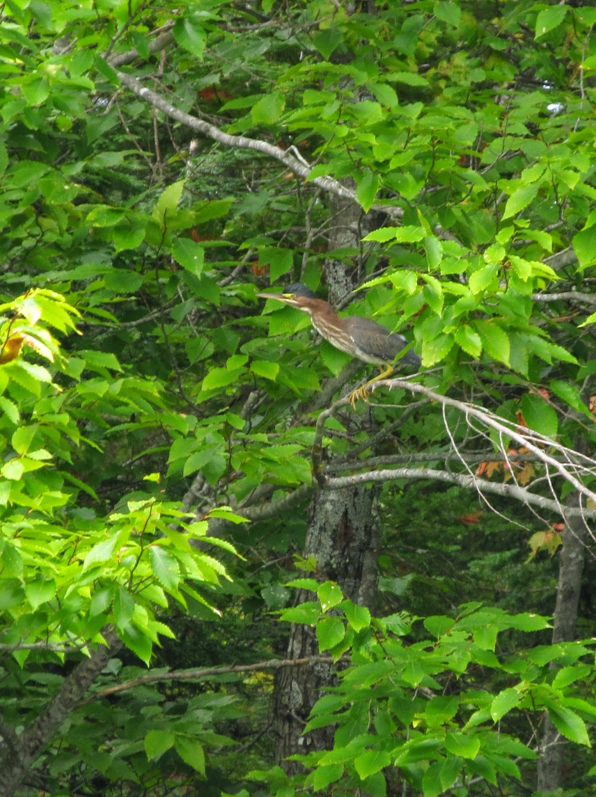 Recreational Kayaking in Maine Lake Arrowhead Limerick/Waterboro, ME