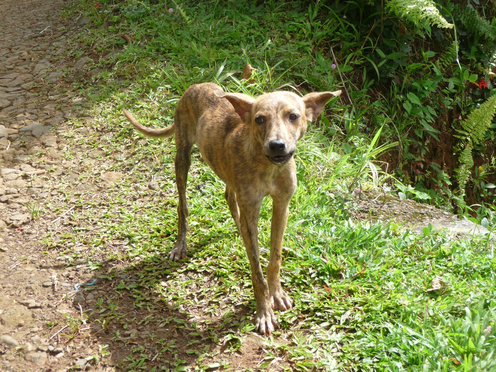 Sue Beckhorn's Tales from Toad Hill Island Dogs of Grenada