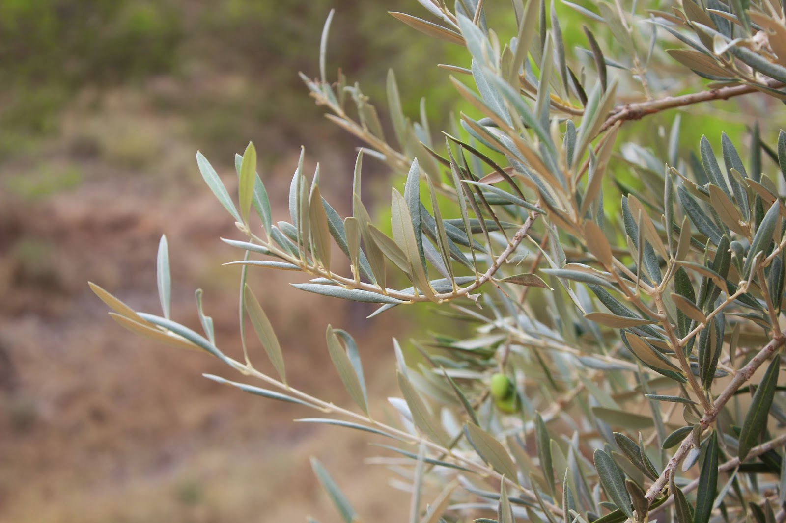 inatura TE DE HOJAS DE OLIVO O TE ACEITUNO. REMEDIO CONTRA LA