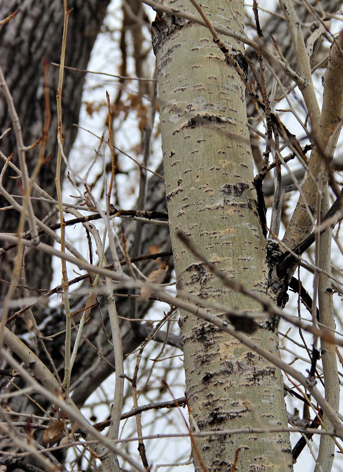 In the Company of Plants and Rocks Treefollowing Bark