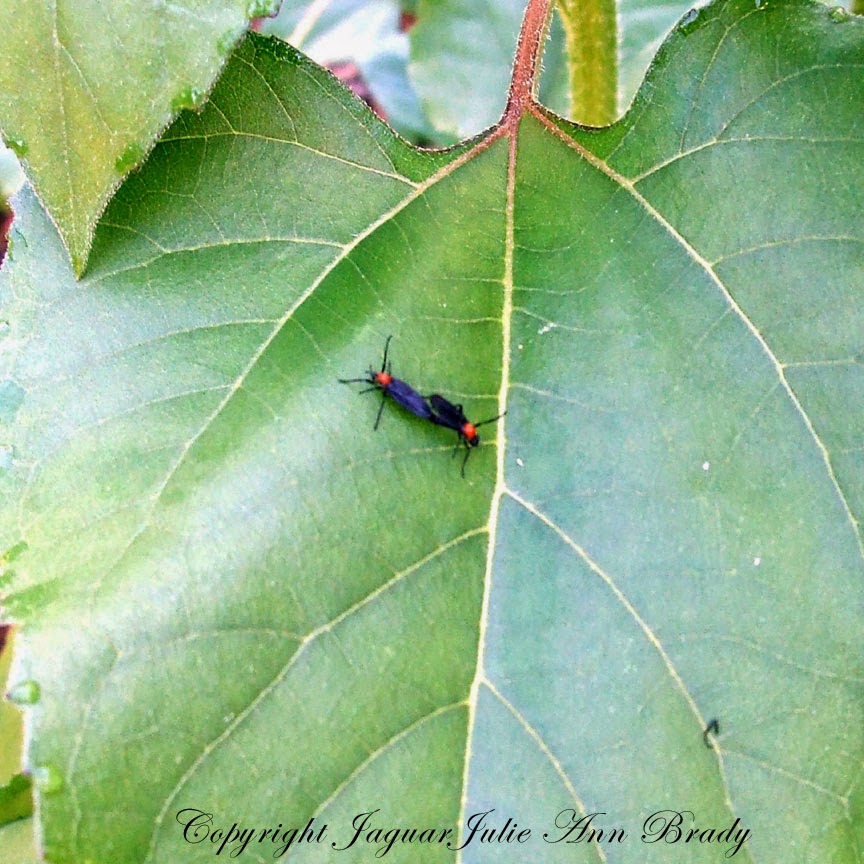 Julie Ann Brady Blog On Love Bugs in My Sunflower Garden