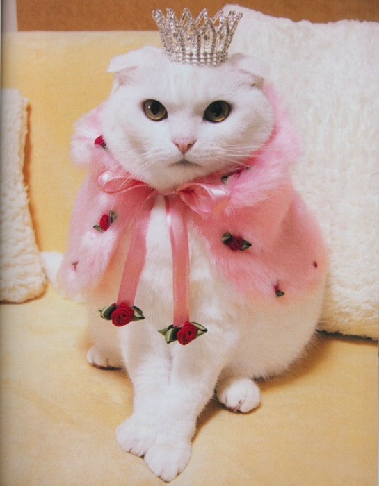 Fashion Cats - Pets Cute and Docile