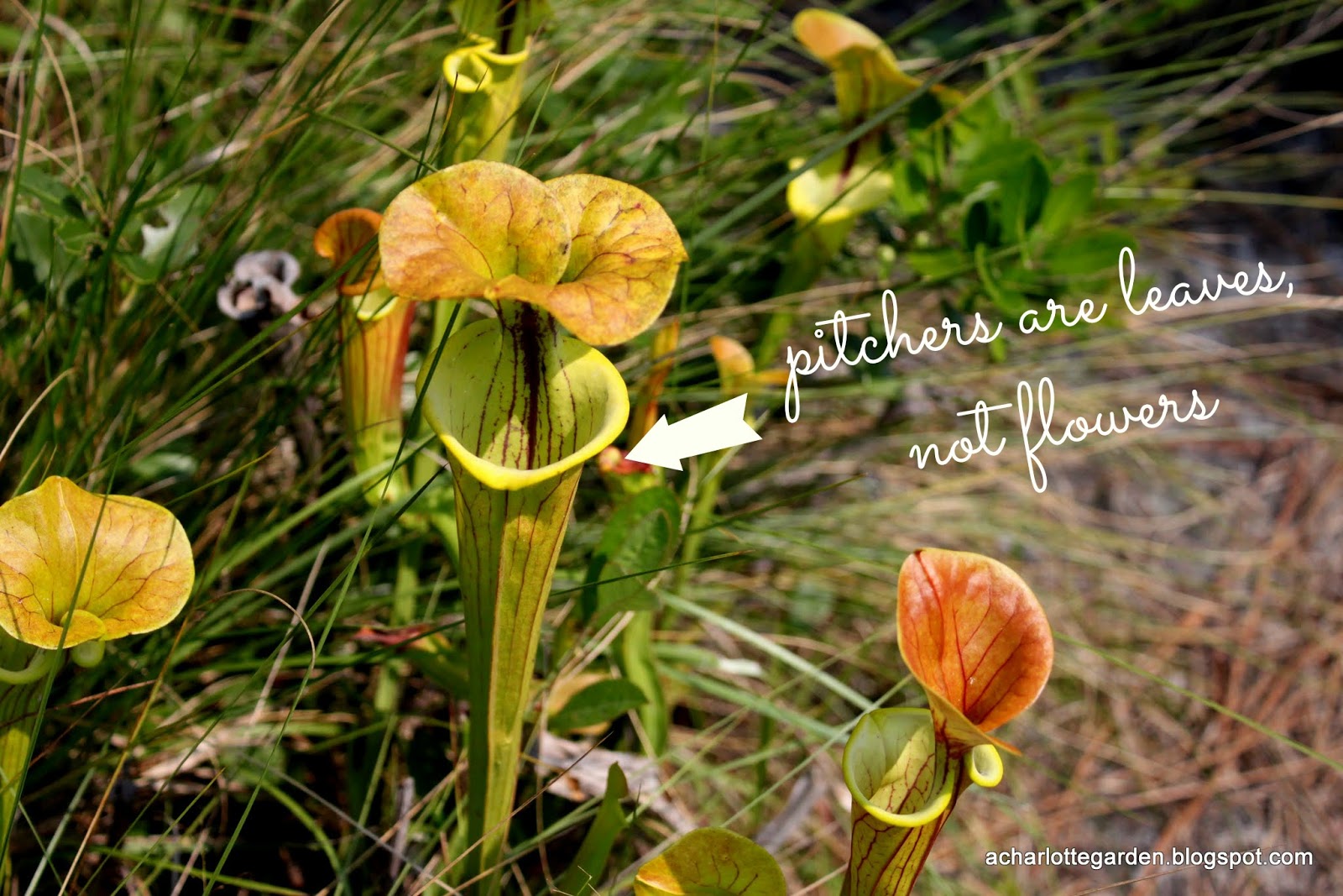 a charlotte garden Pitcher plants flower, too!