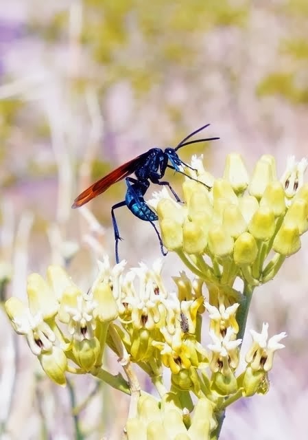 Pepsis Wasp on Rush Milkweed 157