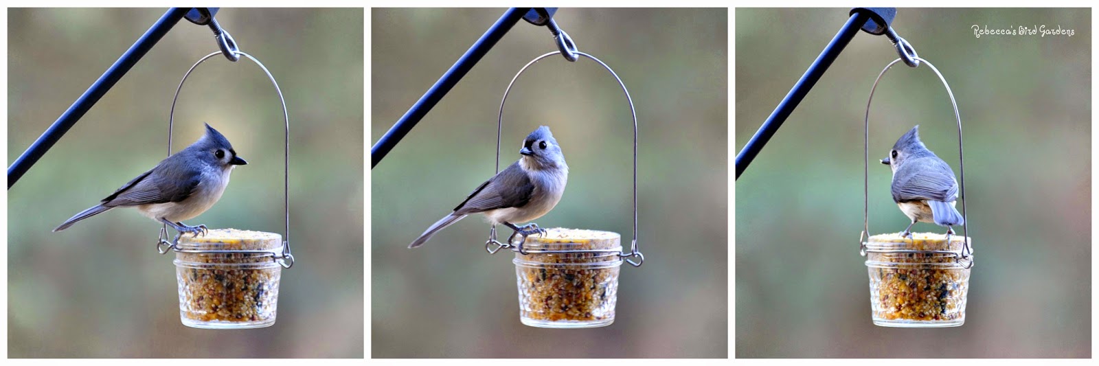 Rebecca's Bird Gardens Blog DIY Mason or Jelly Jar Suet Feeder