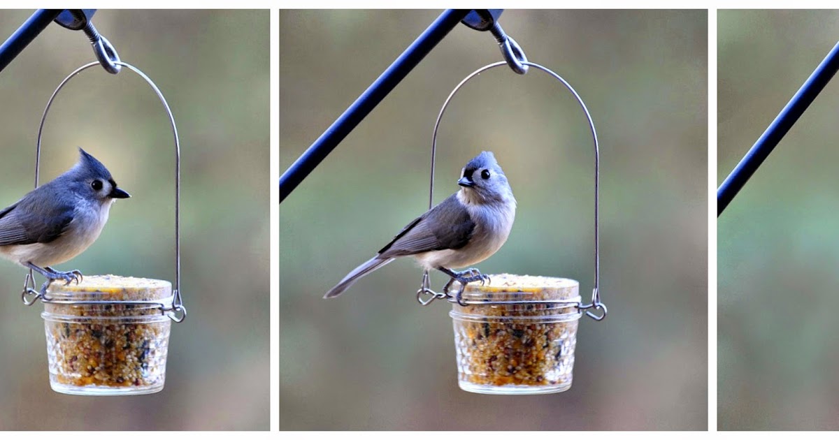 Rebecca's Bird Gardens Blog: DIY Mason - or Jelly Jar - Suet Feeder