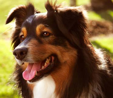 Australian Shepherds For Australian Shepherds For