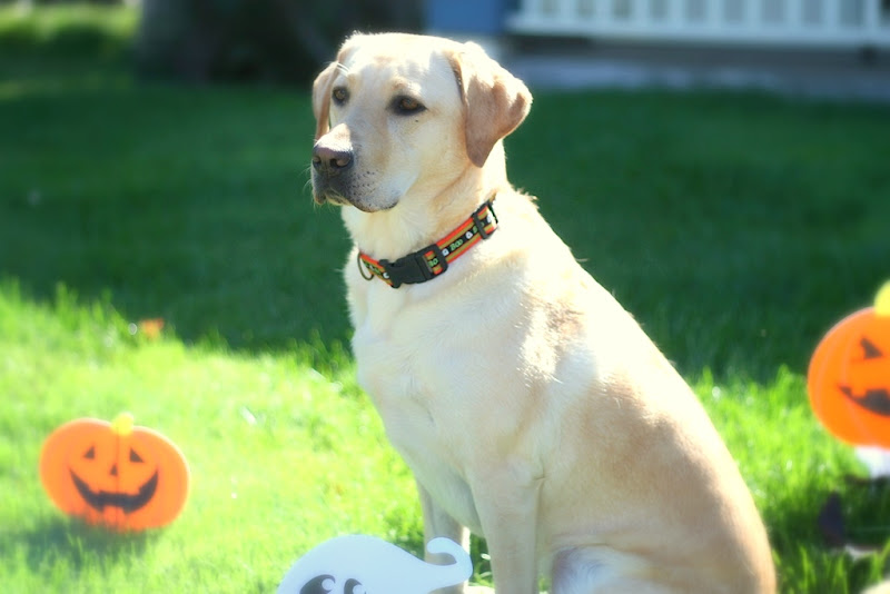 cabana sitting on neighbor's front yard surrounded by halloween decoration pumpkins and a ghost, she is wearing a collar that has ghosts and boo on it