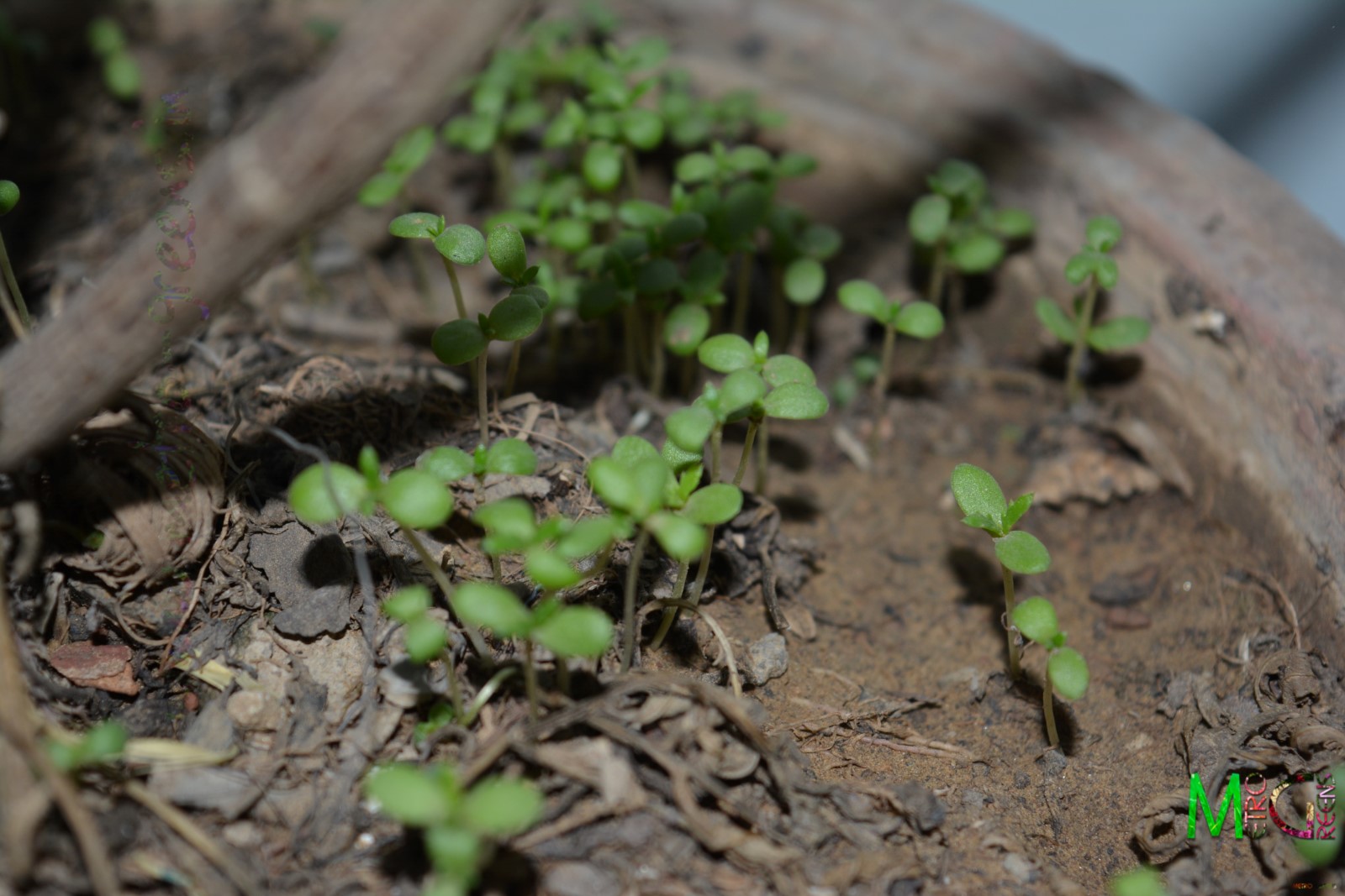 Metro Greens Journey of a plant lover