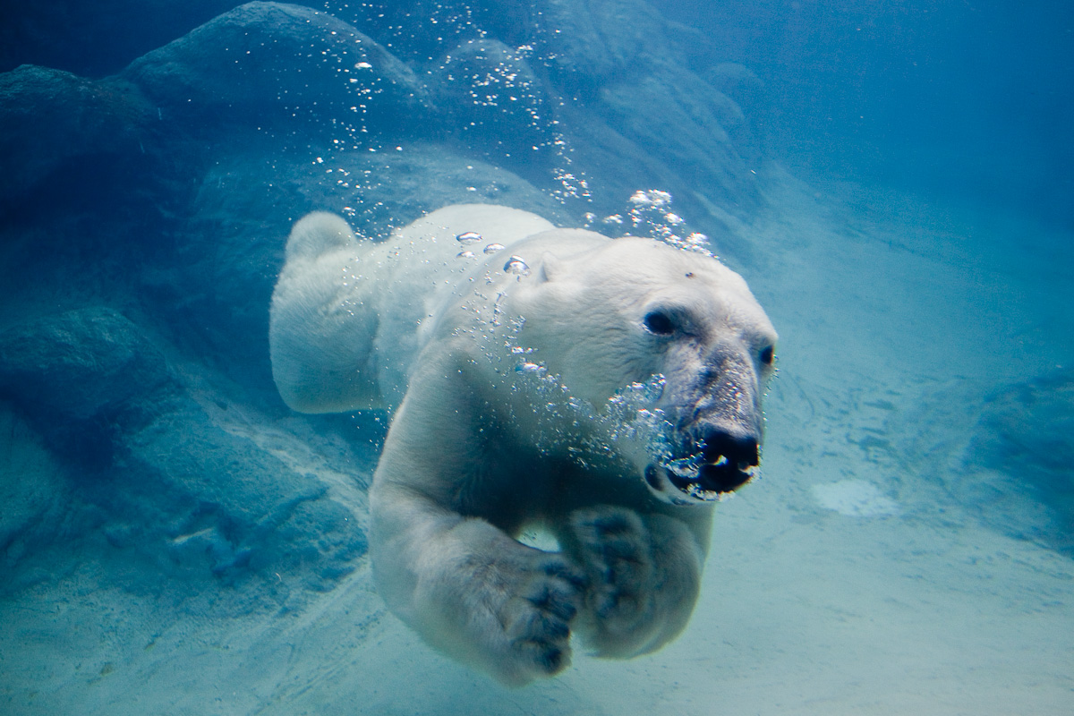 http://2.bp.blogspot.com/-BKk2jl7RTpo/Tqys_E9o_dI/AAAAAAAAEqI/DDYGMqVWWE8/s1600/Oso-Polar.3jpg.jpg