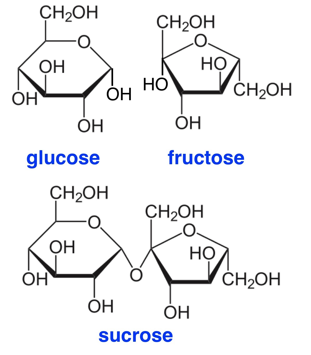 Fructose Structure Ring Glucose Sucrose Galactose Template Coloring Sketch ...