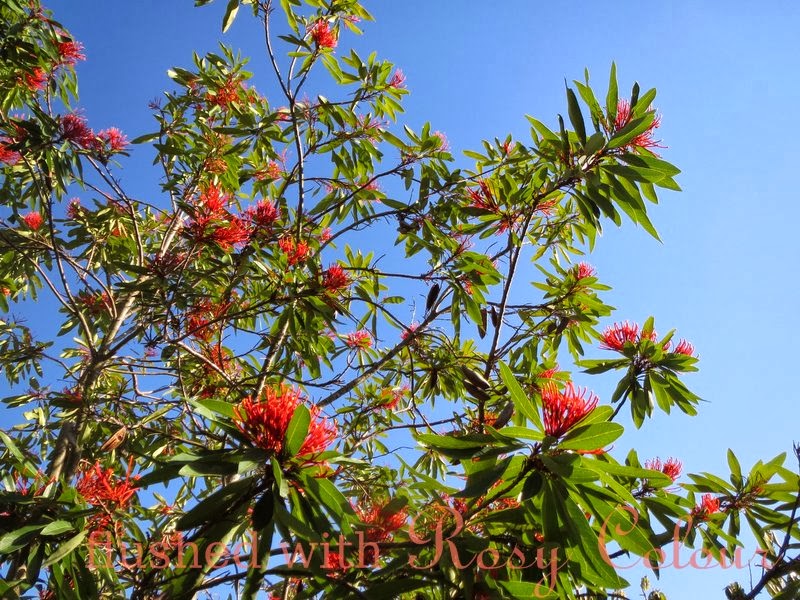 Flushed with Rosy Colour Queensland Waratah