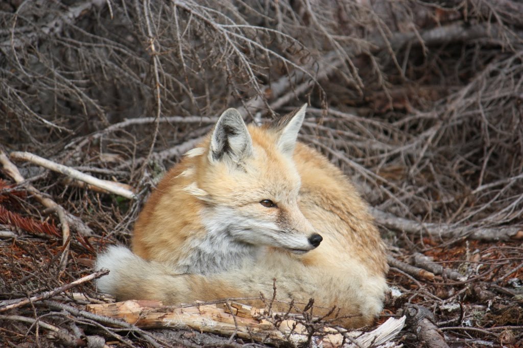 Red Fox Appearance