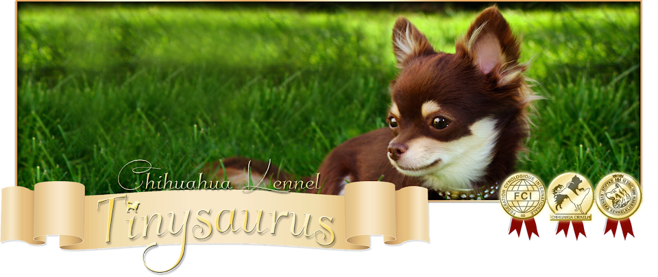 Tinysaurus Chihuahua kennel