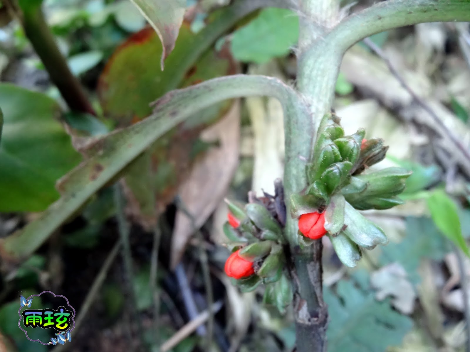 穿鞘花 中國穿鞘花 雨玹 痞客邦
