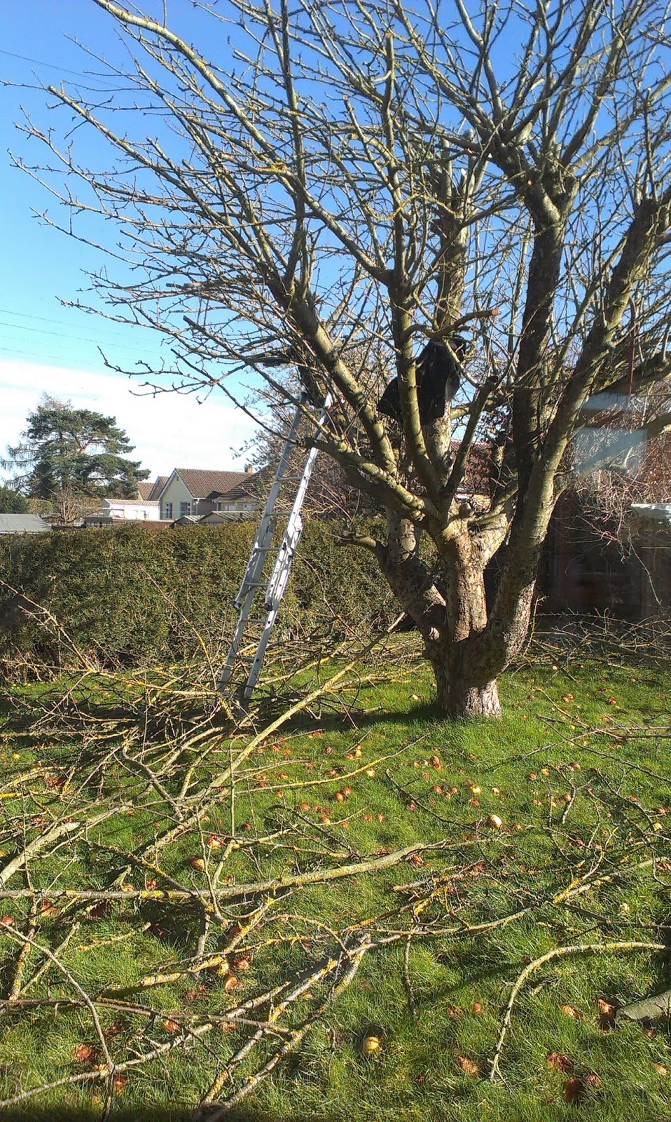 Pruning the apple tree