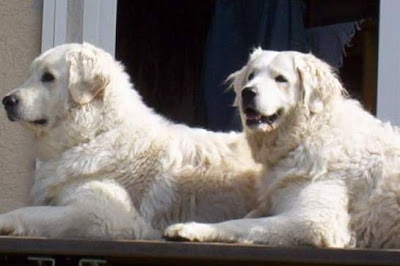 Kuvasz Dog Breed Photos