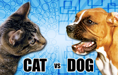 Cats And Dogs Fighting With Guns Cats And Dogs Fighting With Guns