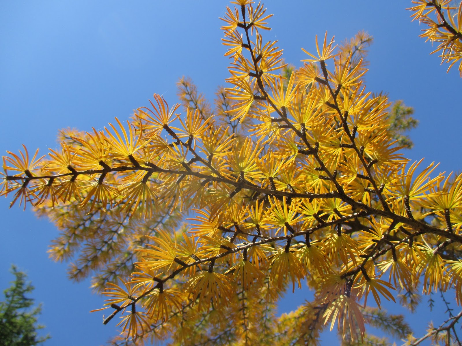 Rotary Botanical Gardens Hort Blog Witch Alders Fothergilla