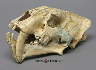 Megantereon skull