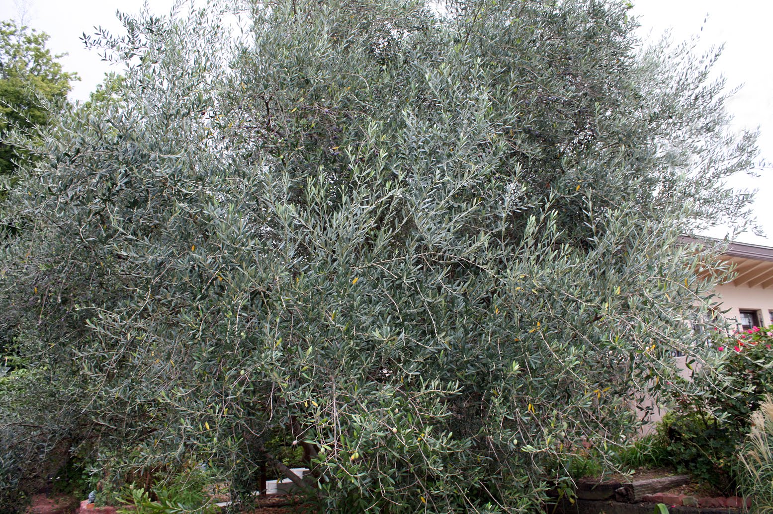 Southern Lagniappe The Olive Tree