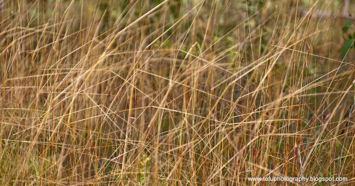 Tofu Photography Straw grass