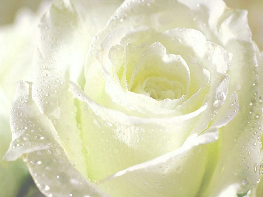 Top 101 Hình ảnh hoa hồng trắng đẹp nhất