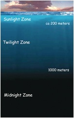Through single cell genomics, novel bacteria in the dark ocean that may help explain the carbon budget of the oceans were identified. (Image from the VERTIGO experiment on lbl.gov)