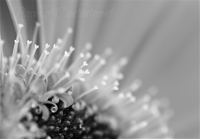 Black and white macro photo of a gerbera centre