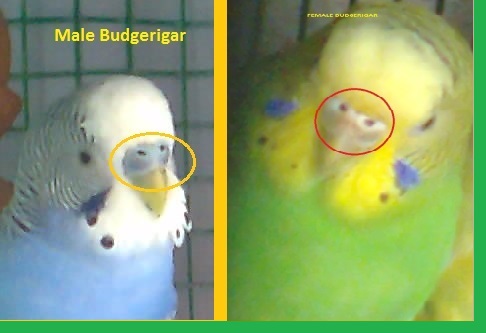 How to tell the sex of a parakeet picture 62