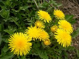 Din Intelepciunea Pamantului Papădia Taraxacum Officinale