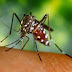 En Brasil:  virus Chikungunya  es 100 veces mas infeccioso