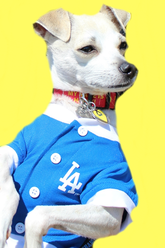 happyhazel The Dodger Dog in Hollywood! Review