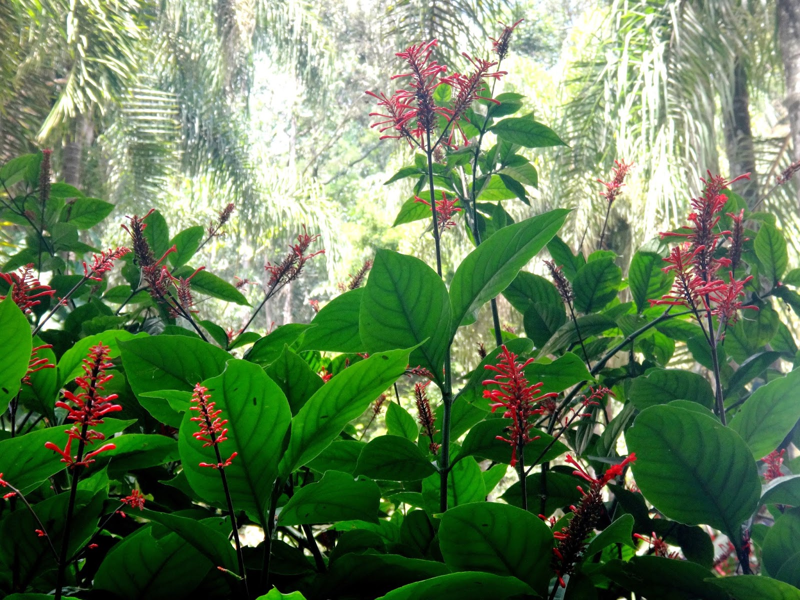 Uma flor por dia Odontonema