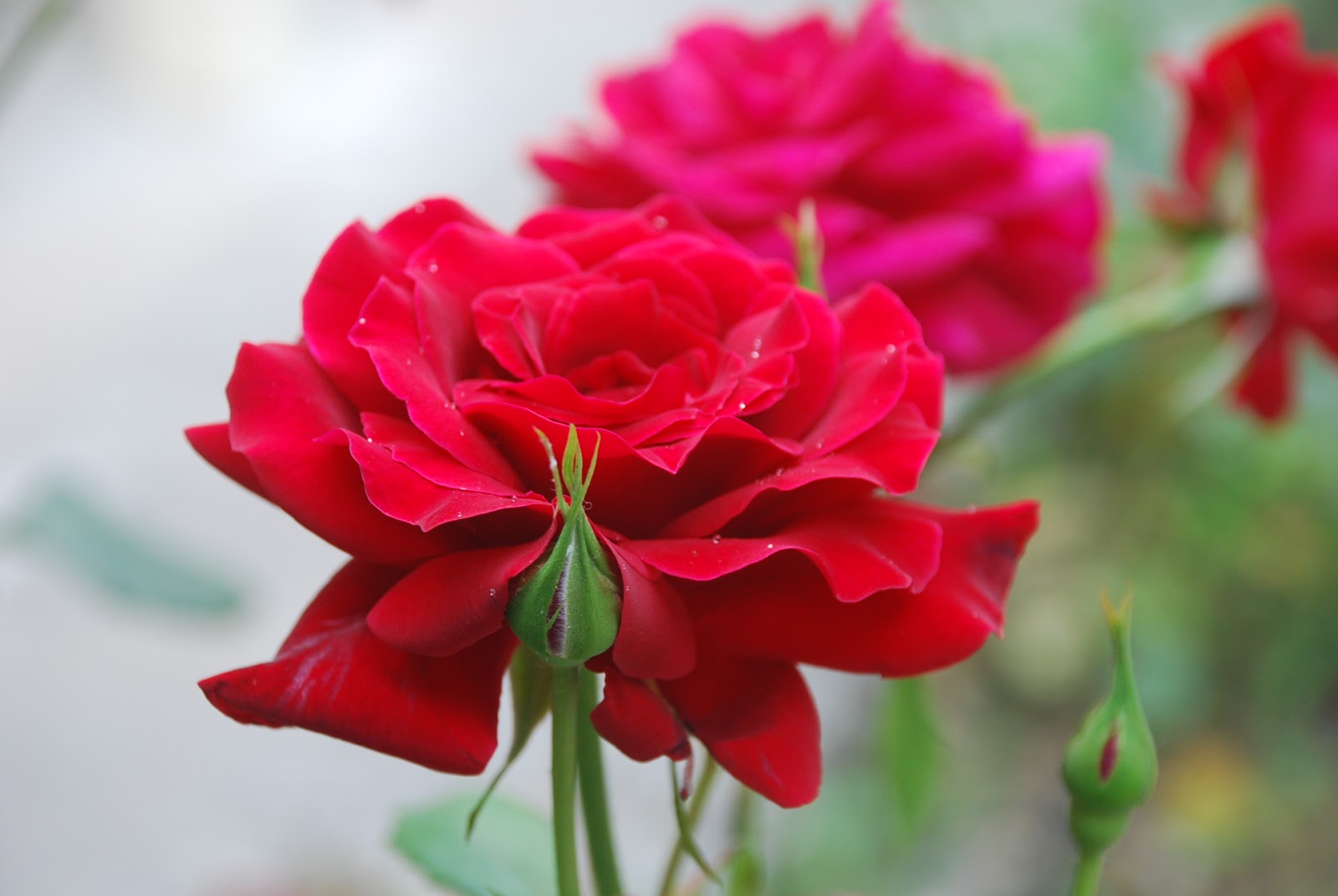 aswanacliche Roses in Greece