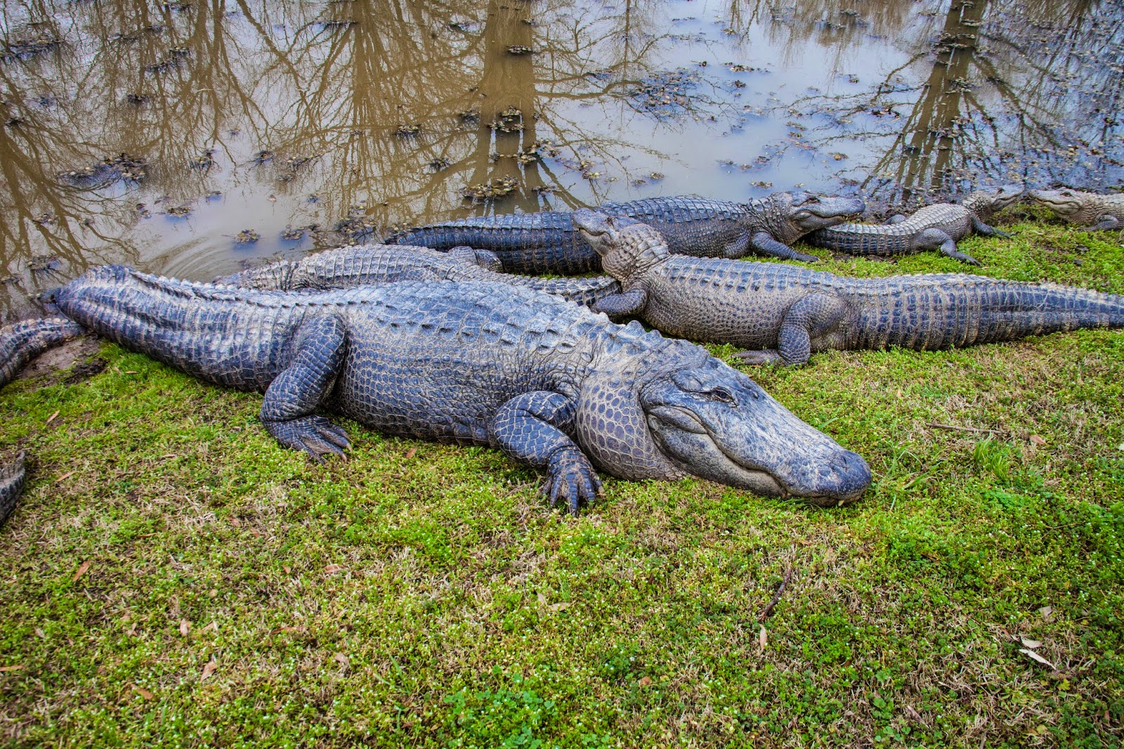 JaredDavidsonPhotography East Texas Gator Farm